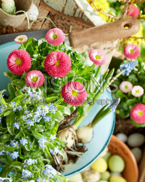 Myosotis en Bellis met pasen Myosotis en Bellis met pasen