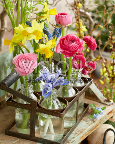 Voorjaarsbloemen Voorjaarsbloemen
