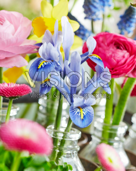 Voorjaarsbloemen Voorjaarsbloemen