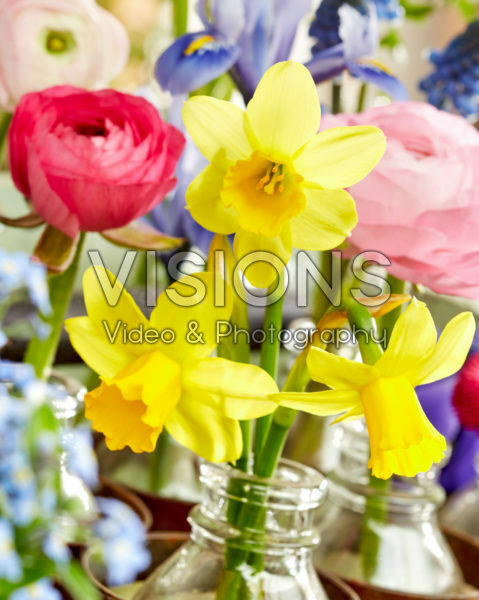 Voorjaarsbloemen Voorjaarsbloemen