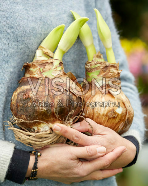 Hippeastrum bulbs Hippeastrum bulbs