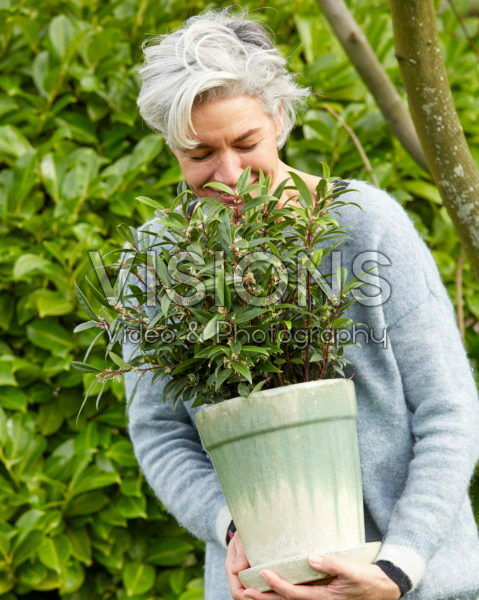 Sarcococca hookeriana Purple Gem Sarcococca hookeriana Purple Gem
