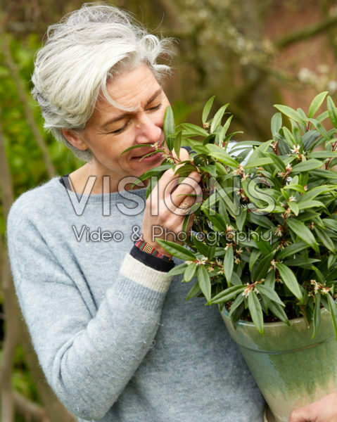 Sarcococca hookeriana Purple Gem Sarcococca hookeriana Purple Gem