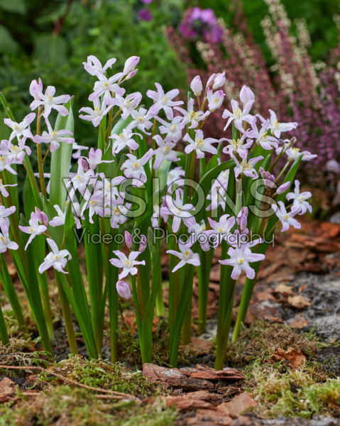 Chionodoxa forbesii Pink Giant Chionodoxa forbesii Pink Giant