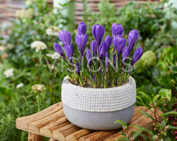 Crocus vernus Remembrance Crocus vernus Remembrance