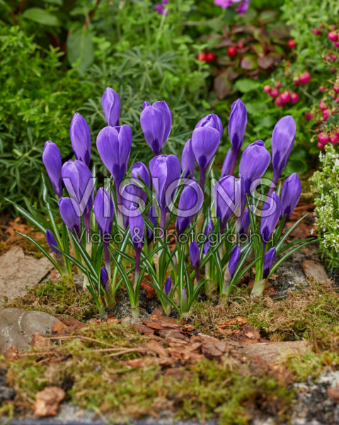 Crocus vernus Remembrance Crocus vernus Remembrance