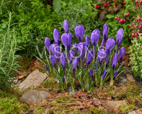 Crocus vernus Remembrance Crocus vernus Remembrance