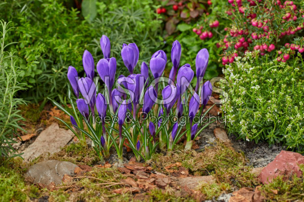 Crocus vernus Remembrance Crocus vernus Remembrance