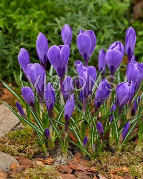 Crocus vernus Remembrance Crocus vernus Remembrance