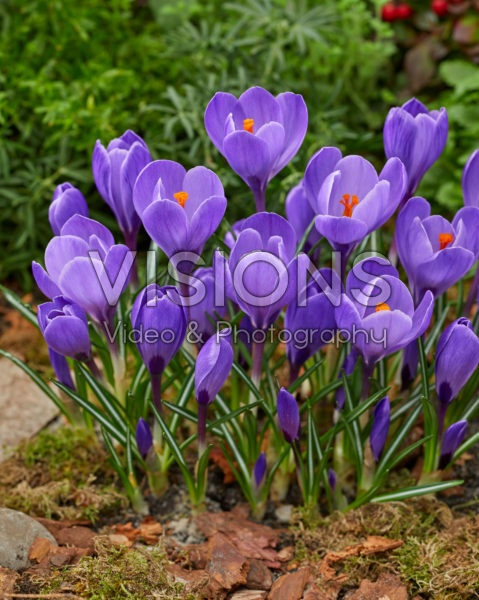 Crocus vernus Remembrance Crocus vernus Remembrance