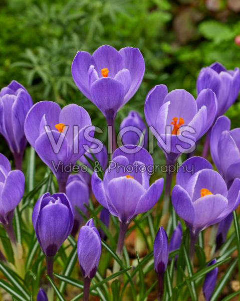 Crocus vernus Remembrance Crocus vernus Remembrance