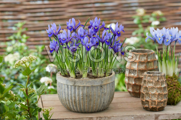 Iris reticulata Harmony Iris reticulata Harmony