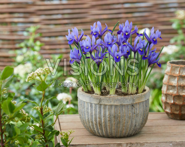 Iris reticulata Harmony Iris reticulata Harmony