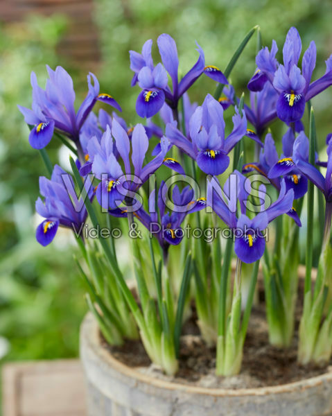Iris reticulata Harmony Iris reticulata Harmony