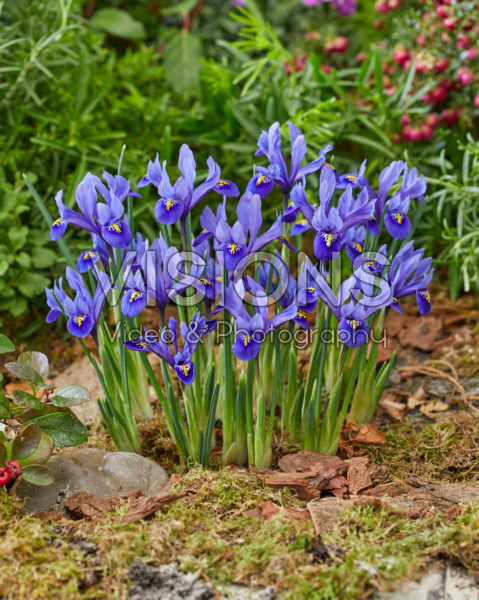 Iris reticulata Harmony Iris reticulata Harmony