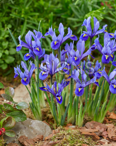 Iris reticulata Harmony Iris reticulata Harmony