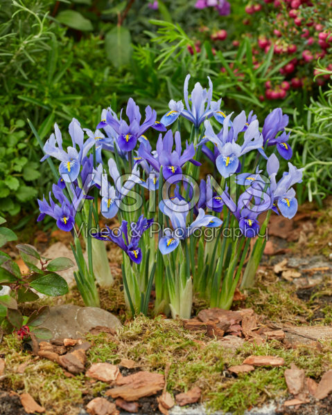 Iris reticulata Harmony, Alida Iris reticulata Harmony, Alida