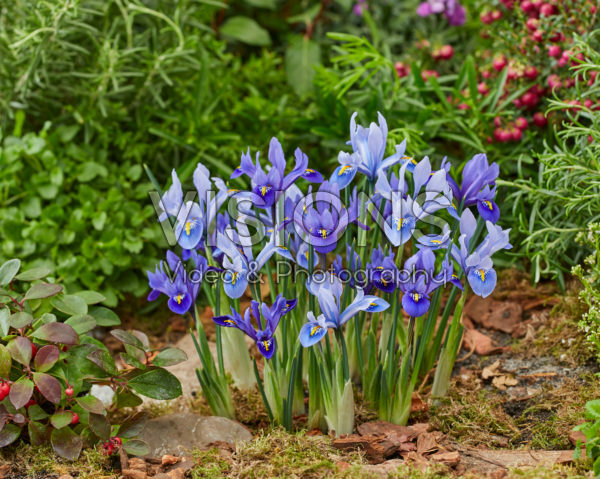 Iris reticulata Harmony, Alida Iris reticulata Harmony, Alida