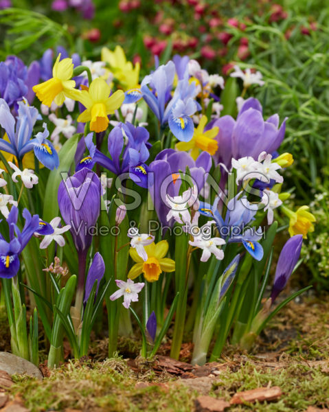 Spring mix Spring mix