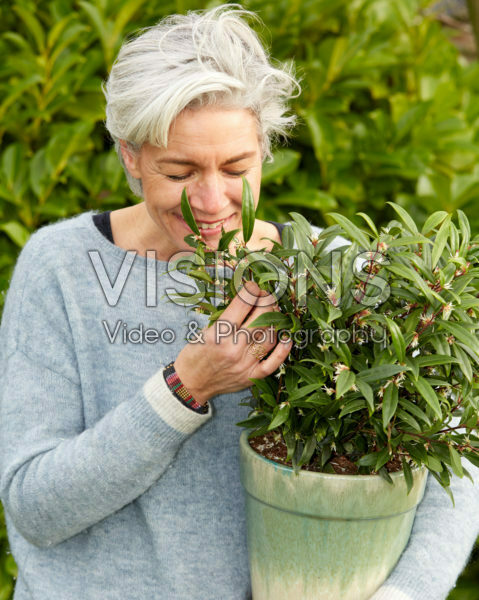 Sarcococca hookeriana Purple Gem Sarcococca hookeriana Purple Gem