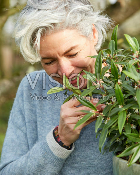 Sarcococca hookeriana Purple Gem Sarcococca hookeriana Purple Gem