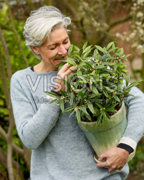Sarcococca hookeriana Purple Gem Sarcococca hookeriana Purple Gem
