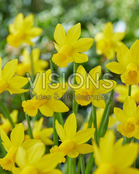Narcissus Amwell Lady Narcissus Amwell Lady