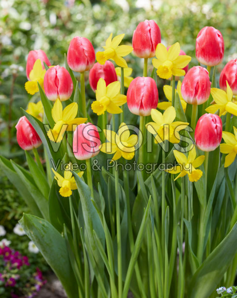 Narcissus Amwell Lady, Tulipa Feline Narcissus Amwell Lady, Tulipa Feline