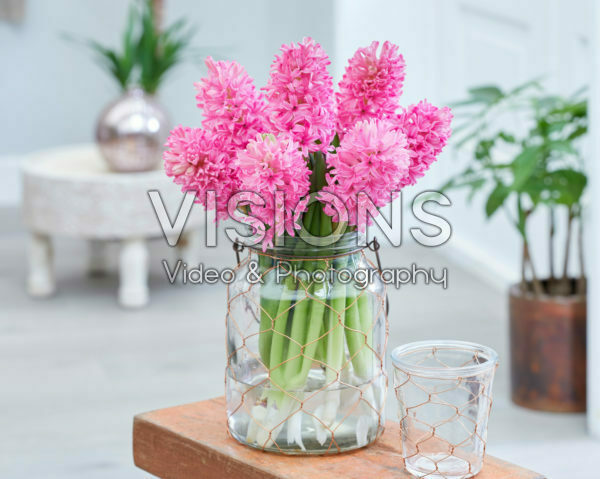 Hyacinthus Silvester Hyacinthus Silvester