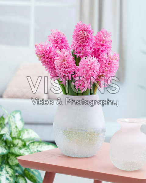Hyacinthus Silvester Hyacinthus Silvester