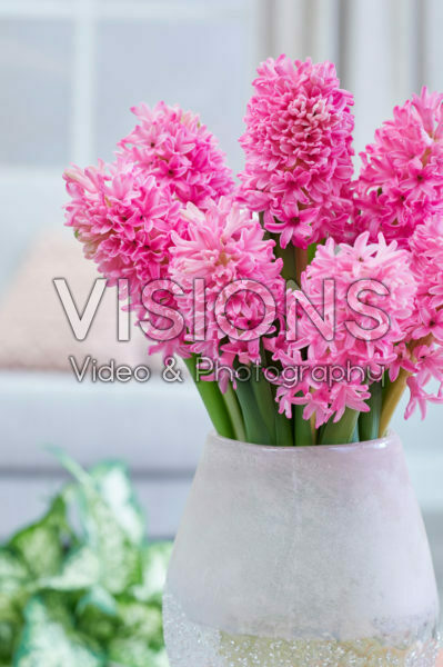 Hyacinthus Silvester Hyacinthus Silvester