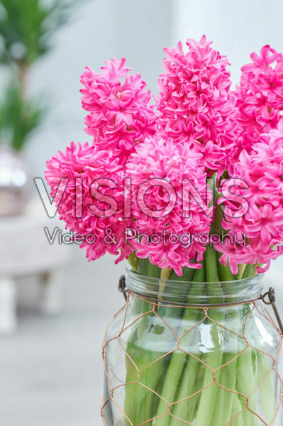 Hyacinthus Silvester Hyacinthus Silvester