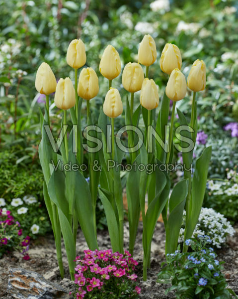 Tulipa Malaysia Tulipa Malaysia