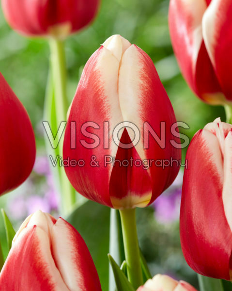 Tulipa Christmas Gift Tulipa Christmas Gift