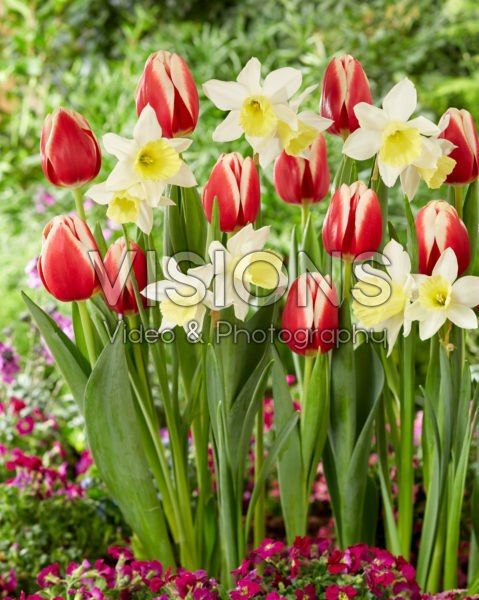 Tulipa Christmas Gift, Narcissus Johanna Tulipa Christmas Gift, Narcissus Johanna