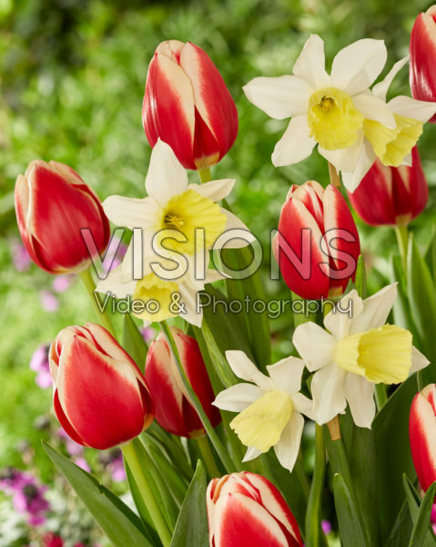 Tulipa Christmas Gift, Narcissus Johanna Tulipa Christmas Gift, Narcissus Johanna