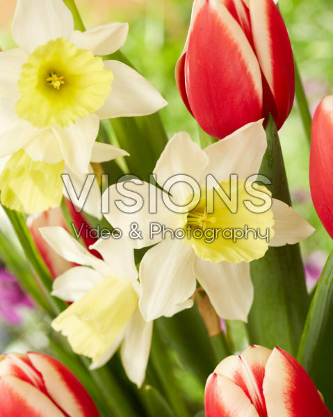 Narcissus Johanna Narcissus Johanna