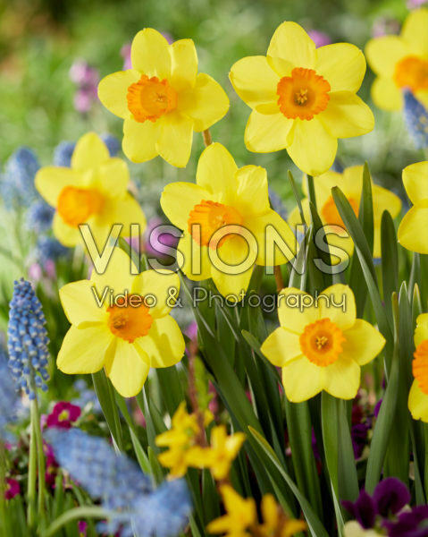 Narcissus Estremadura Narcissus Estremadura
