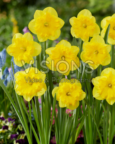 Narcissus Tasmanie Narcissus Tasmanie