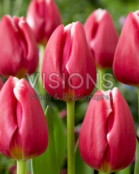Tulipa Masterclass Tulipa Masterclass