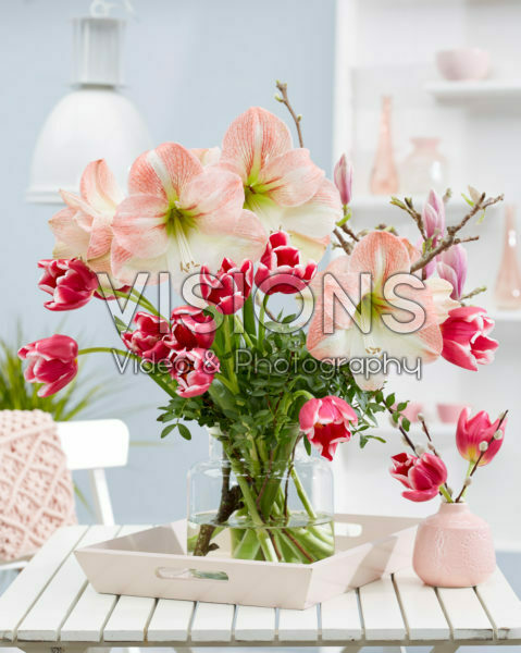 Hippeastrum lentecombinatie Hippeastrum lentecombinatie