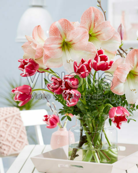 Hippeastrum spring combination Hippeastrum spring combination