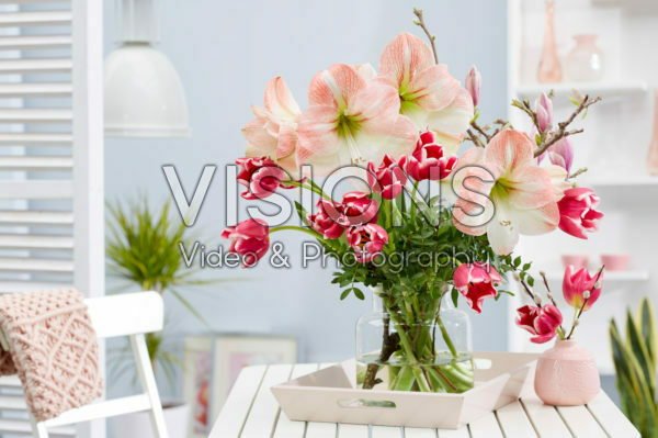 Hippeastrum lentecombinatie Hippeastrum lentecombinatie