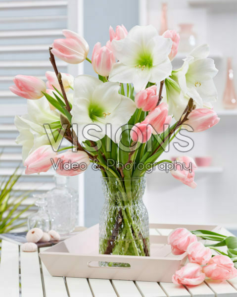Hippeastrum lentecombinatie Hippeastrum lentecombinatie