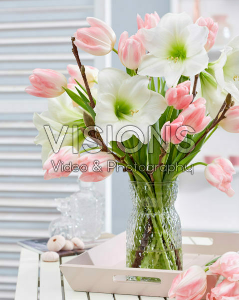 Hippeastrum lentecombinatie Hippeastrum lentecombinatie