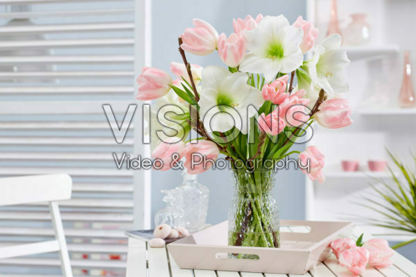 Hippeastrum lentecombinatie Hippeastrum lentecombinatie