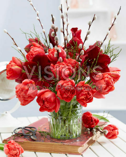 Hippeastrum spring combination Hippeastrum spring combination