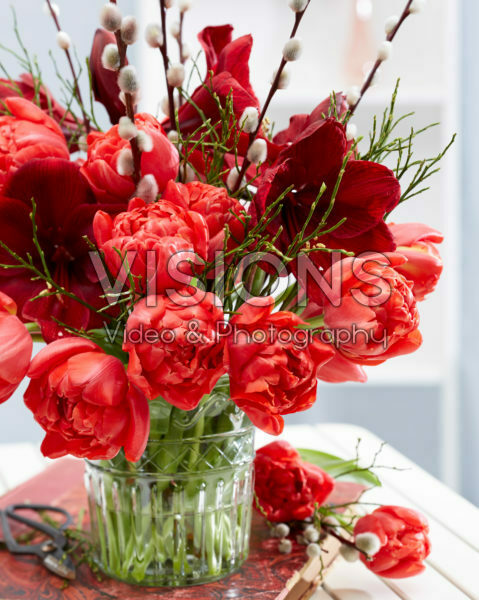 Hippeastrum lentecombinatie Hippeastrum lentecombinatie