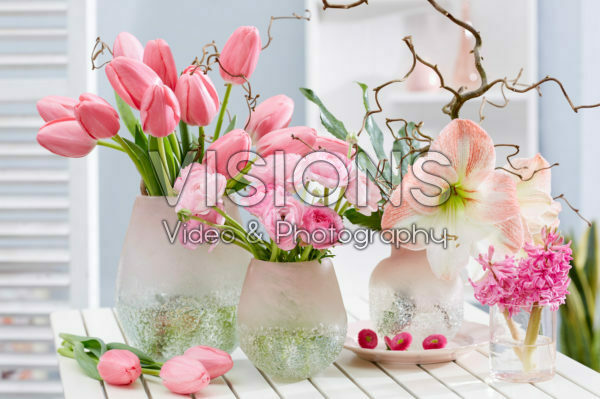 Hippeastrum pink spring combination Hippeastrum pink spring combination