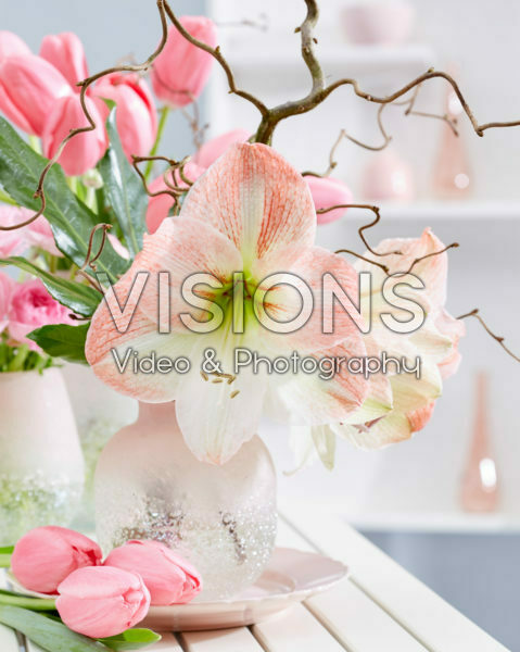 Hippeastrum on vase Hippeastrum on vase